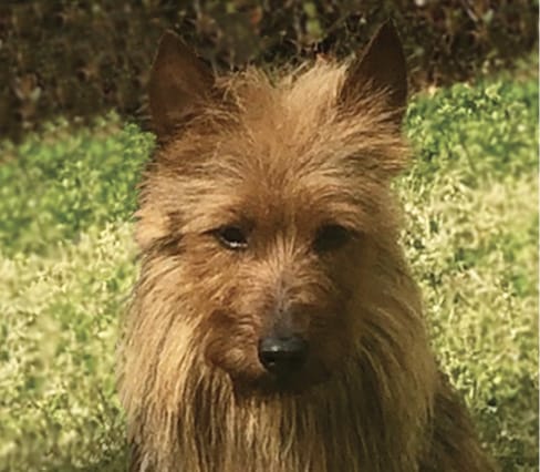 Australian Terrier Head | Complete Guide Front photo of an Australian Terrier head
