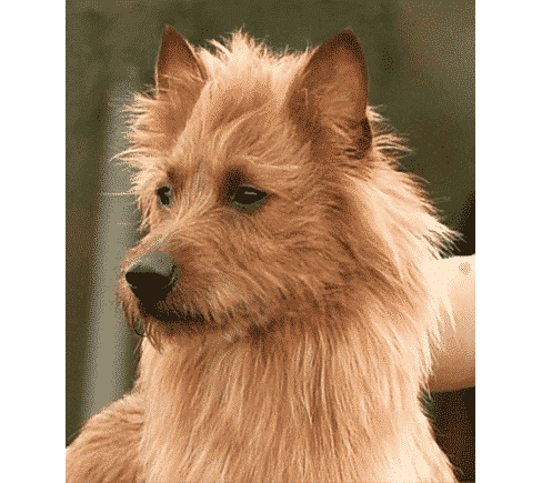 Australian Terrier Head | Complete Guide Front photo of an Australian Terrier head