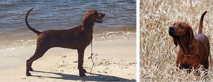2 images combined; left: Redbone Coonhound dog on a beach, right: Redbone Coonhound in a field