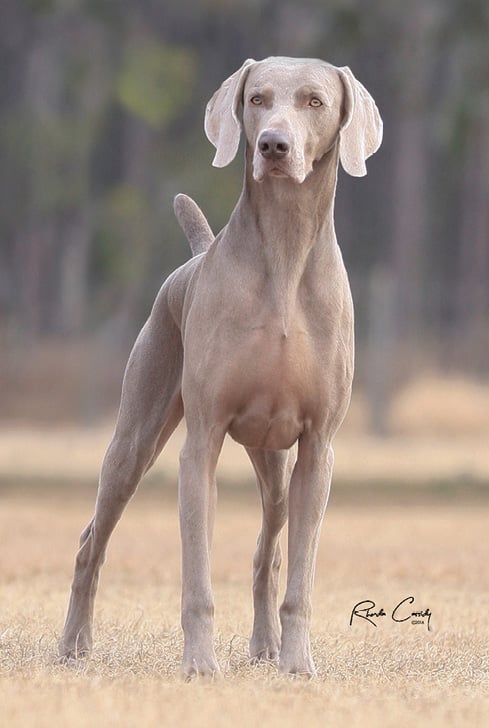 Judging the Weimaraner Judging the Weimaraner