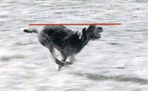 The Working Standard For The Wirehaired Pointing Griffon