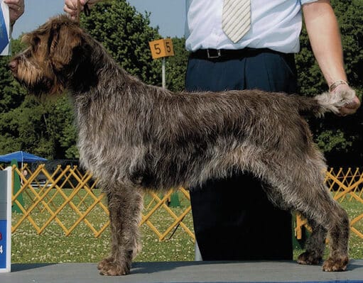 Form And Function Of The Wirehaired Pointing Griffon Form And Function Of The Wirehaired Pointing Griffon