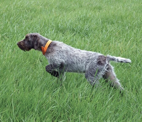 Form And Function Of The Wirehaired Pointing Griffon Form And Function Of The Wirehaired Pointing Griffon