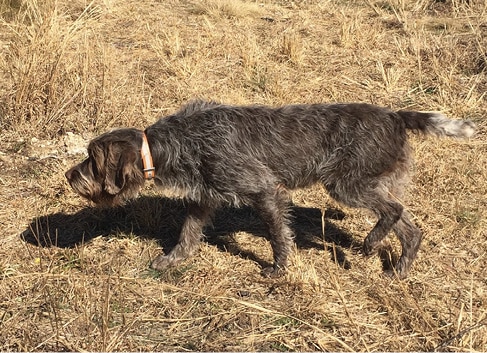 The Working Standard For The Wirehaired Pointing Griffon The Working Standard For The Wirehaired Pointing Griffon