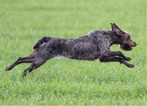 The Working Standard For The Wirehaired Pointing Griffon The Working Standard For The Wirehaired Pointing Griffon