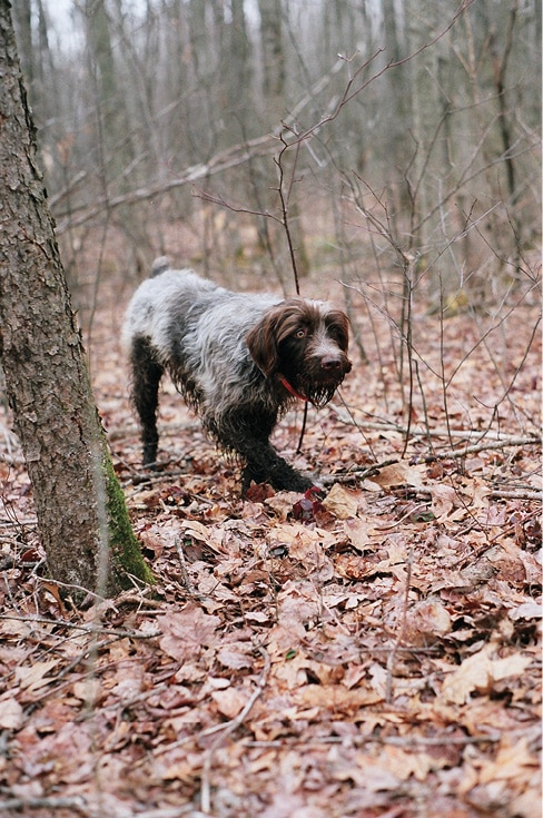 The Working Standard For The Wirehaired Pointing Griffon