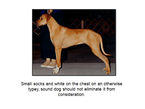 Rhodesian Ridgeback photo with a caption: "Small socks and white on the chest on an otherwise typey, sound dog should not eliminate it from consideration."