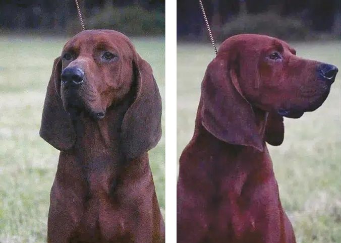 2 images showing Redbone Coonhound's head from the fron and from the side