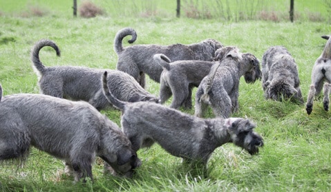 The Punnett Square | Preservation Breeders Can Utilize Population Genetics The Punnett Square | Preservation Breeders Can Utilize Population Genetics
