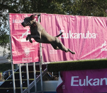 The Versatile Weimaraner