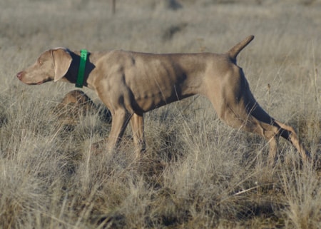 The Versatile Weimaraner The Versatile Weimaraner