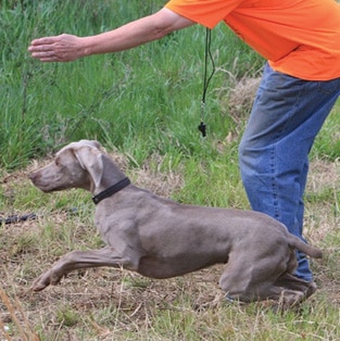 The Versatile Weimaraner
