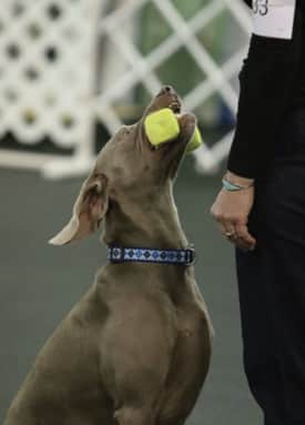 The Versatile Weimaraner The Versatile Weimaraner