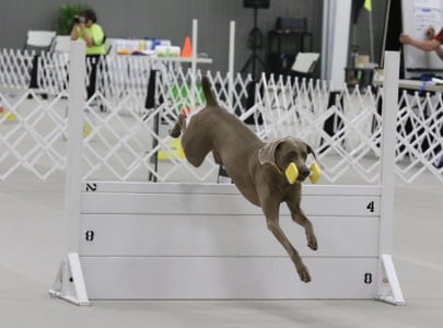 The Versatile Weimaraner