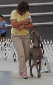 The Versatile Weimaraner The Versatile Weimaraner