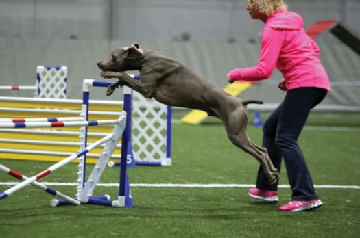 The Versatile Weimaraner
