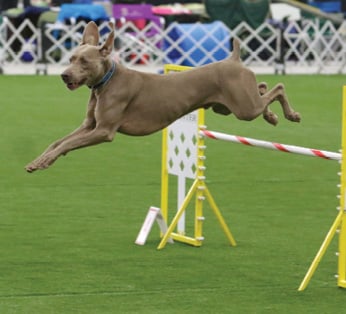 The Versatile Weimaraner