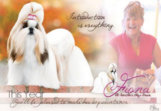 Chatterbox Shih Tzu | L. Sarah Lawrence Chatterbox Shih Tzu | L. Sarah Lawrence