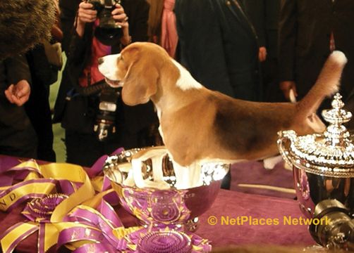 Decades In Dogs | Memories With Our ‘Best Friends’ Decades In Dogs | Memories With Our ‘Best Friends’