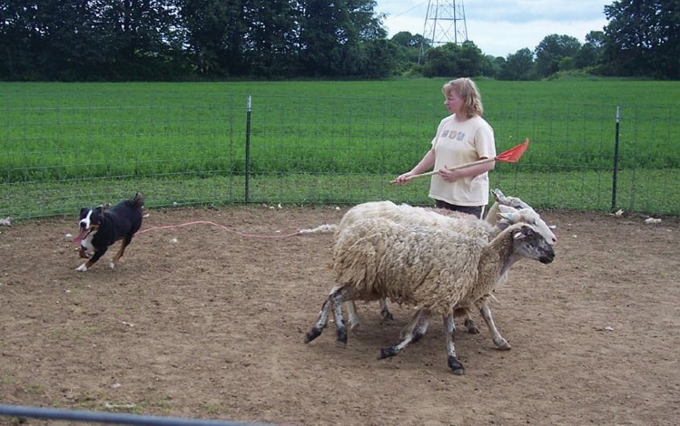 The Versatile Appenzeller Sennenhund Apenzeller Sennenhund herding sheep