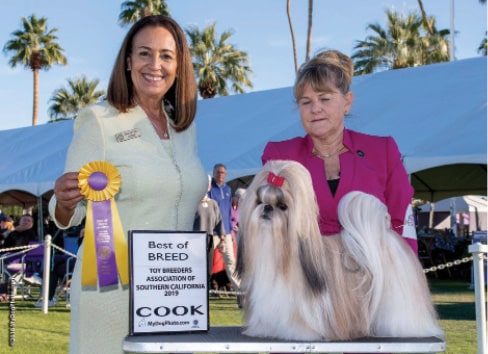 Chatterbox Shih Tzu | L. Sarah Lawrence