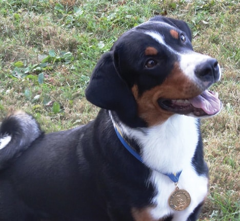 The Versatile Appenzeller Sennenhund Hummer Queen Elsa CGC TKN (Owners Steve and Audrey Lyke)