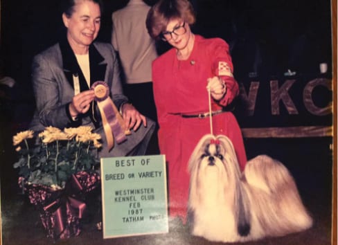 Chatterbox Shih Tzu | L. Sarah Lawrence