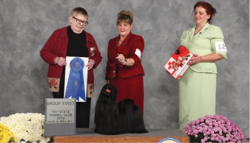 Chatterbox Shih Tzu | L. Sarah Lawrence
