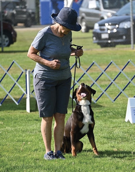 The Versatile Appenzeller Sennenhund CH Hektor Blässhunde USA CM RE (Owner/Handler Paula Webber)