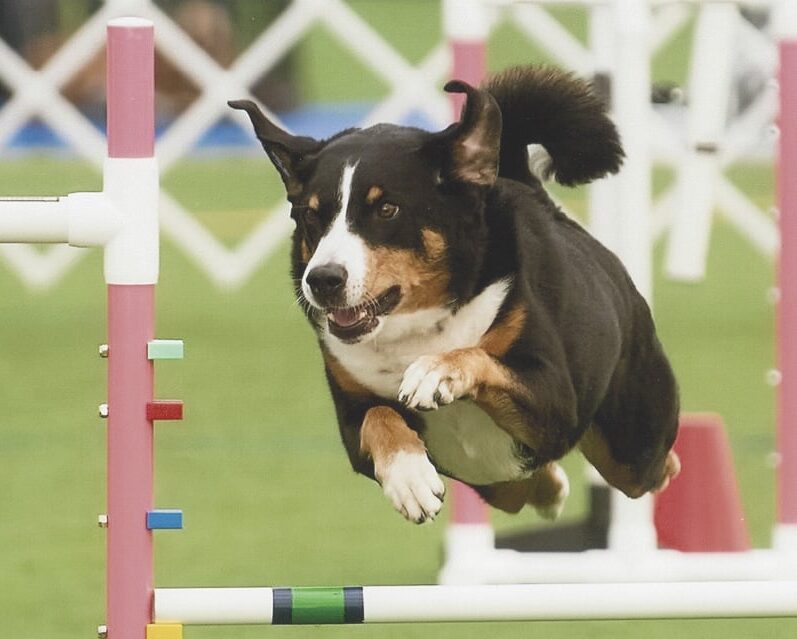 The Versatile Appenzeller Sennenhund Appenzeller Sennenhund jumping over an obstacle