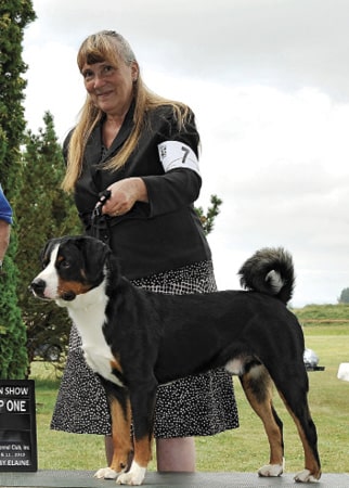 Apenzeller Sennenhund at a conformation dog show