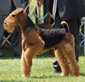 The Airedale Terrier Expression | Details that Matter Airedale Terrier Expression