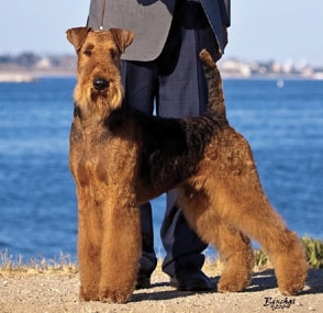The Airedale Terrier Expression | Details that Matter Airedale Terrier Expression