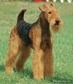 The Airedale Terrier Expression | Details that Matter Airedale Terrier Expression