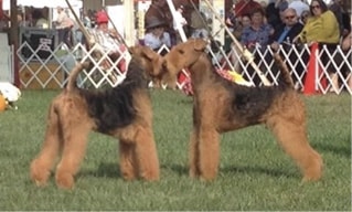 The Airedale Terrier Expression | Details that Matter The Airedale Terrier Expression | Details that Matter