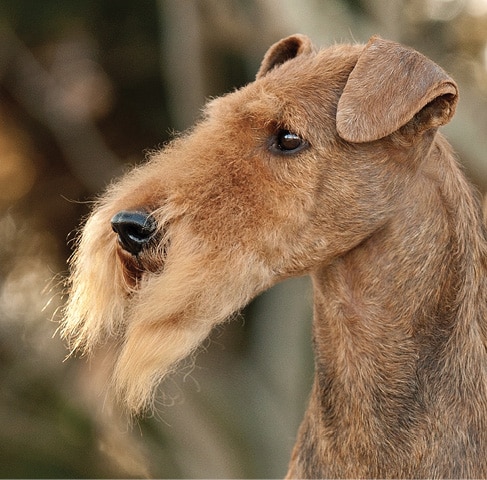 The Airedale Terrier Expression | Details that Matter airedale terrier head side photo