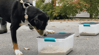 The Versatile Appenzeller Sennenhund Highleigh Vinca (Owner/Handler Keith Hermiz)