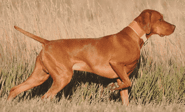 Understanding the General Appearance of the Vizsla Understanding the General Appearance of the Vizsla