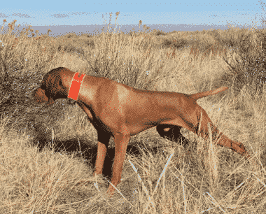 Understanding the General Appearance of the Vizsla Understanding the General Appearance of the Vizsla