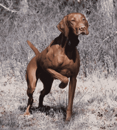 Understanding the General Appearance of the Vizsla Understanding the General Appearance of the Vizsla