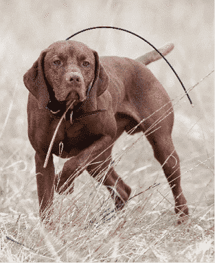 Understanding the General Appearance of the Vizsla Understanding the General Appearance of the Vizsla