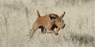 To the Vizsla: A Robust But Lightly Built Gun Dog