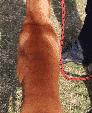 Understanding the General Appearance of the Vizsla Understanding the General Appearance of the Vizsla