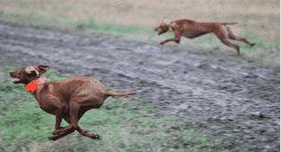 To the Vizsla: A Robust But Lightly Built Gun Dog