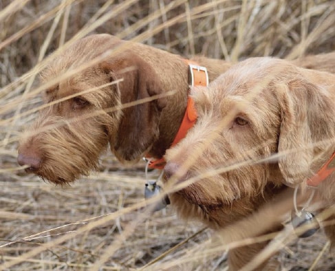 Coat and Color of the Wirehaired Vizsla Coat and Color of the Wirehaired Vizsla