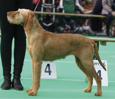 Coat and Color of the Wirehaired Vizsla Coat and Color of the Wirehaired Vizsla