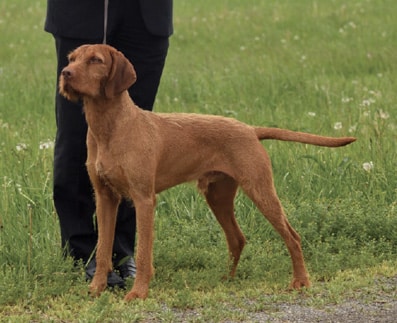 Coat and Color of the Wirehaired Vizsla Coat and Color of the Wirehaired Vizsla