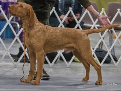 Coat and Color of the Wirehaired Vizsla Coat and Color of the Wirehaired Vizsla