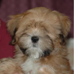 Understanding the Lhasa Apso Personality