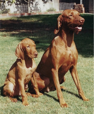 Purebred Vizsla Breeders Mark & Bonnie Goodwein Koppertone Vizslas Purebred Vizsla Breeders Mark & Bonnie Goodwein Koppertone Vizslas